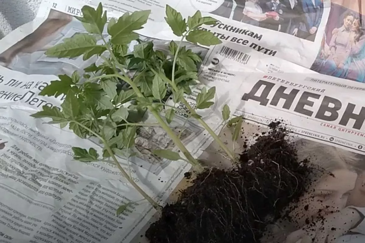 Взял рассаду помидоров — и сразу в газету: 3 совета от Галины Кизимы для мощного роста