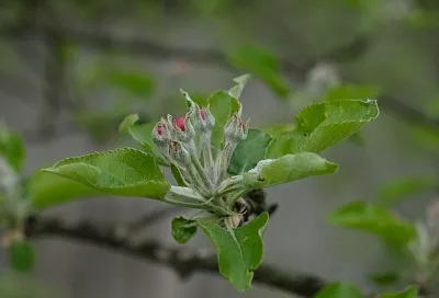 Тысячу саженцев яблонь бесплатно раздадут жителям Геленджика