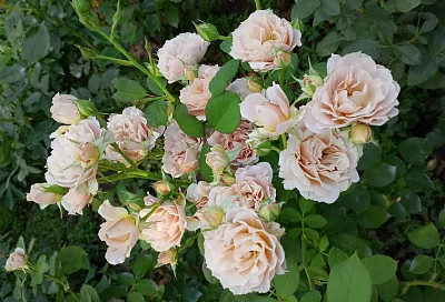 Пять самых морозостойких сортов роз: выживут в любую погоду и будут цвести