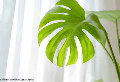 Как ухаживать за монстерой: чтобы она росла пышной, с красивыми листьями и без проблем