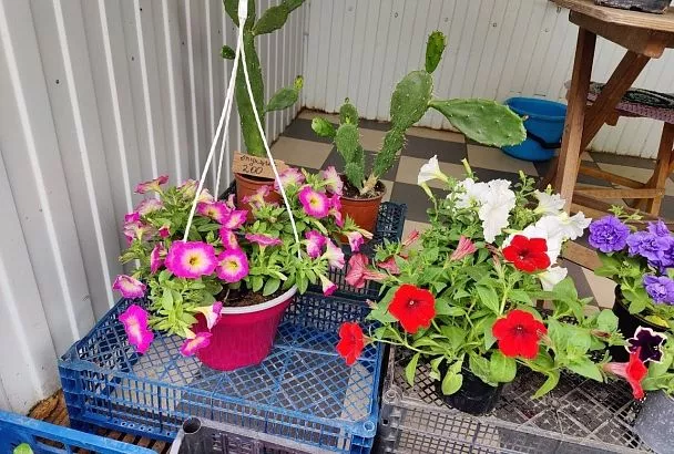 ТОП-5 Растений для Вертикальных Клумб и Кашпо: Схема Ярусного Расположения