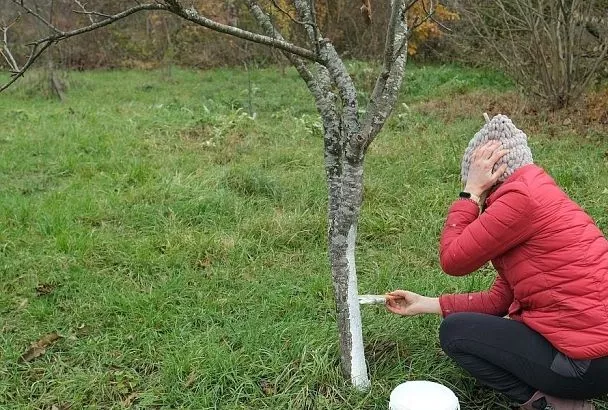 И красота, и лечение: самые частые ошибки при осенней побелке деревьев