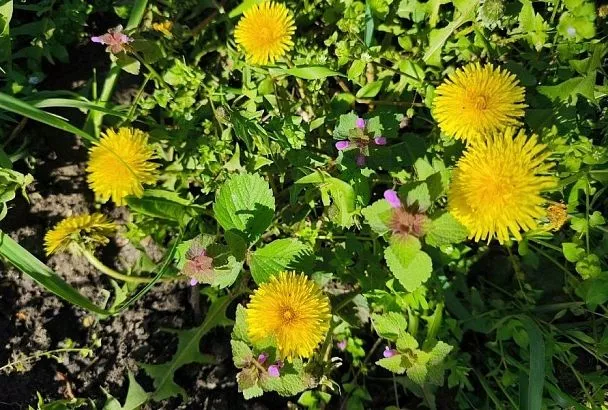 Удобрение из одуванчиков: вы удивитесь, узнав, как это просто и полезно для растений