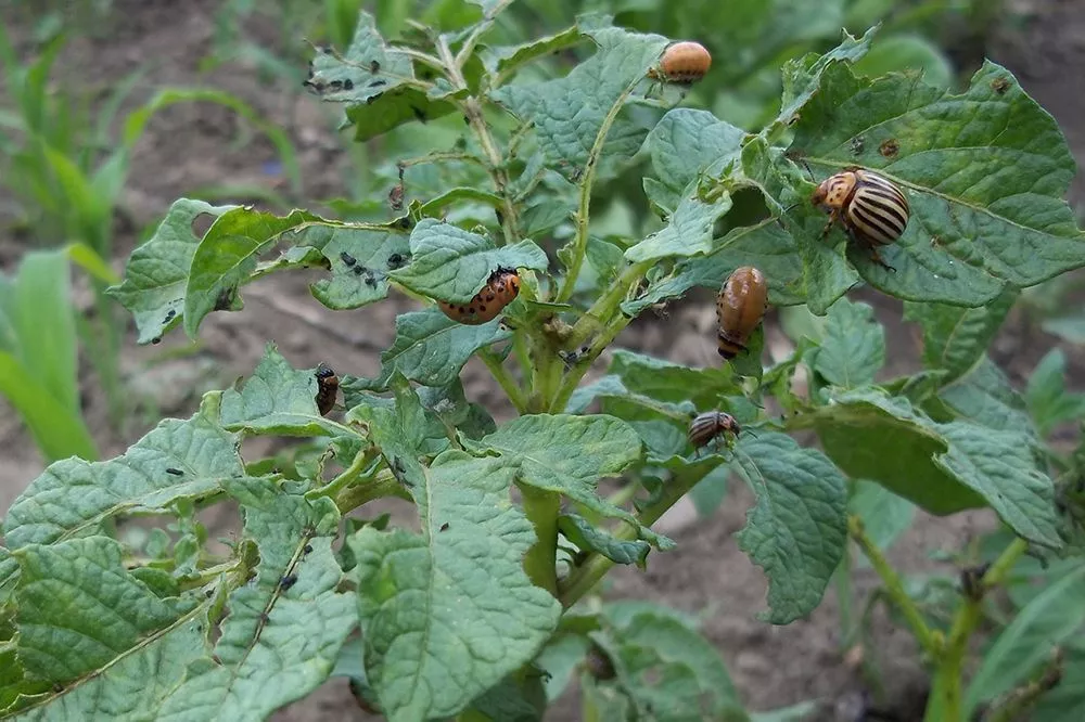 Обработал раз — и колорадский жук испарился: посадка картофеля без вредителей 