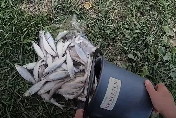 Уклейка клюет одна за одной: как наловить живца на простую удочку