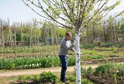 Срочно белить или уже поздно? Отвечаем на главный вопрос садоводов