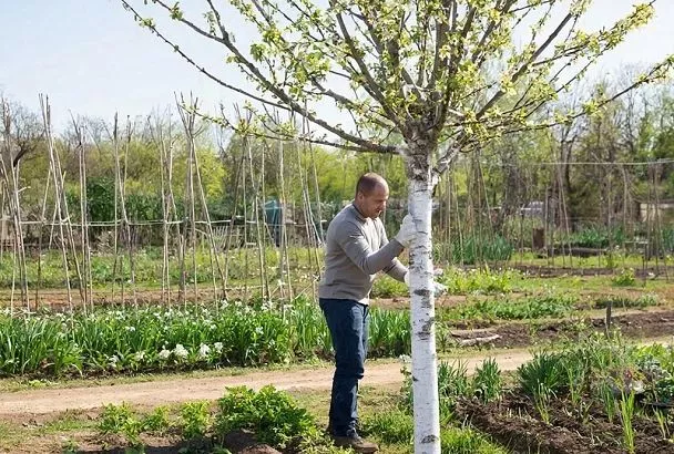 Срочно белить или уже поздно? Отвечаем на главный вопрос садоводов