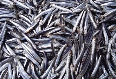 Фестиваль хамсы в Новороссийске перенесли на 2026 год