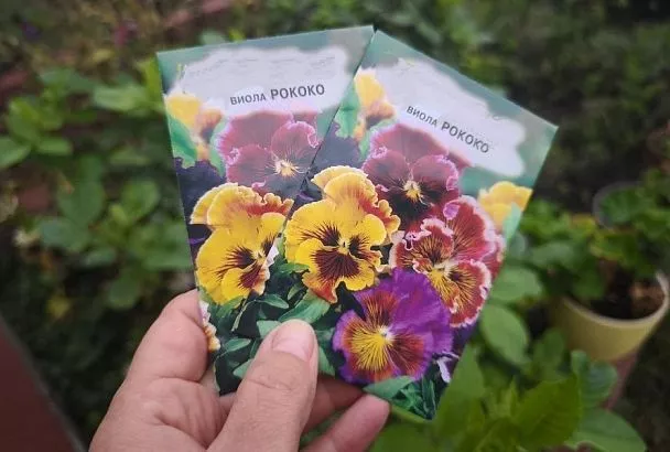 Посейте «анютины глазки» осенью: советы для тех, кто хочет весной любоваться цветами как можно раньше