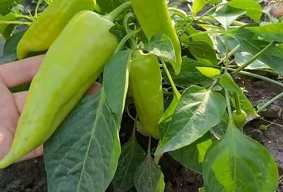 Рассаде нужен «якорь»: 1 роковая ошибка при посадке перца (3 см vs 1 см), которую делают большинство огородников