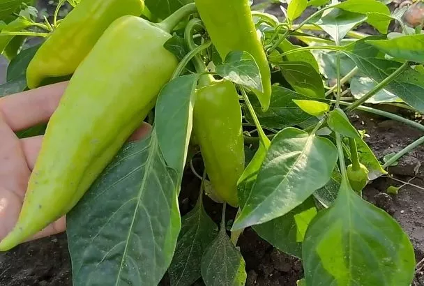 Рассаде нужен «якорь»: 1 роковая ошибка при посадке перца (3 см vs 1 см), которую делают большинство огородников