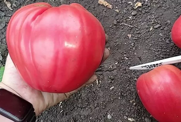 Как вырастить самые сладкие помидоры в 2025 году: 4 секрета отменного урожая независимо от капризов погоды