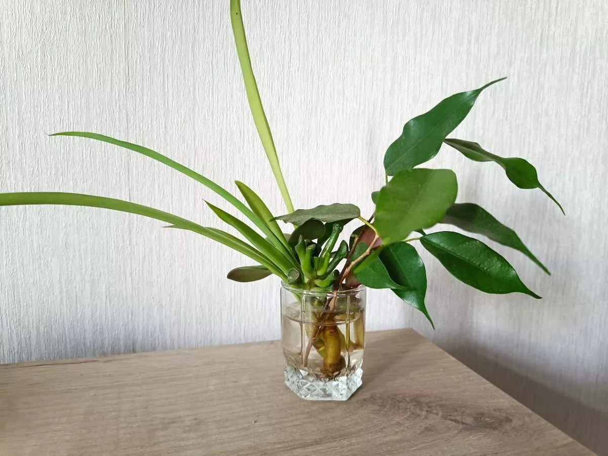 Никогда не жду, пока отростки комнатных цветов пустят корни в воде - сажаю в землю и они принимаются. Секрет в питательном растворе 