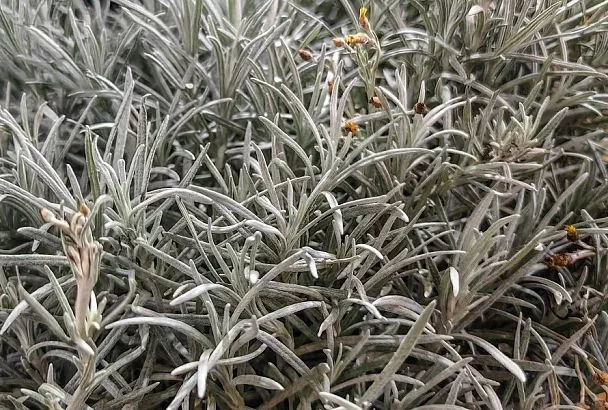 Бессмертник, но не желтая лаванда: растение, которое пахнет коньяком и орехами