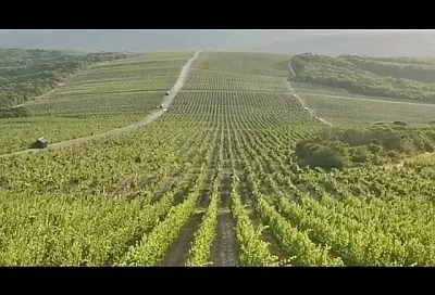 Вместо Шампани и Бордо: лучшие винные маршруты Кубани