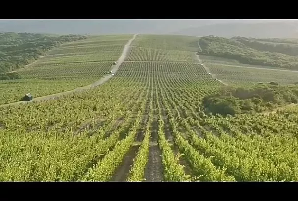 Вместо Шампани и Бордо: лучшие винные маршруты Кубани