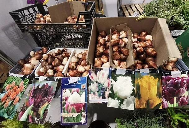 Крупные, плотные и сухие: выбираем луковицы тюльпанов на посадку