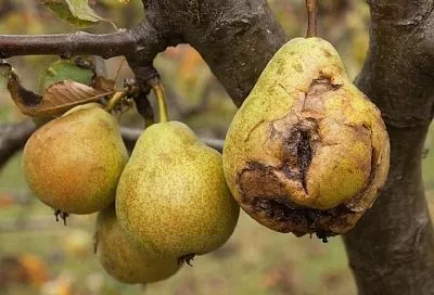 Плодовая гниль еще не приговор: спасем дерево грамотно и решительно