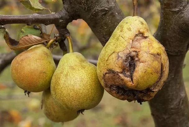 Плодовая гниль еще не приговор: спасем дерево грамотно и решительно