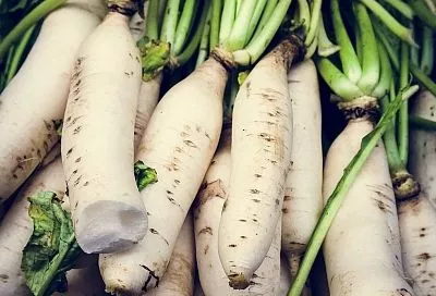 Сажаю дайкон в июле так — и не знаю проблем со стрелкой и горечью: сорта и приёмы, от которых японская редька всегда хрустящая и сладкая