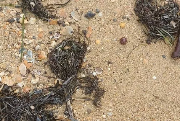 На двух участках пляжей Анапы убирают свежие выбросы мазута