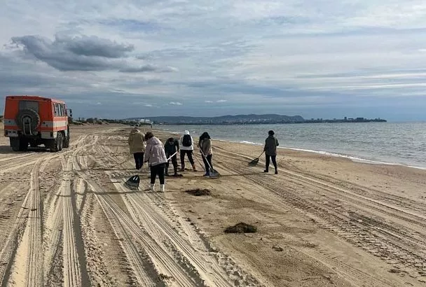 Мелкие фракции мазута обнаружены в выброшенных штормом на берег в Анапе водорослях