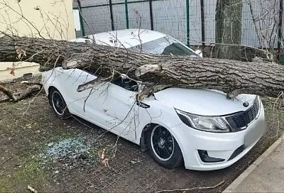 Рухнувшее из-за ветра дерево повредило 4 иномарки в Краснодаре