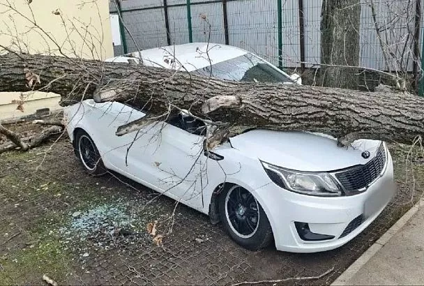 Рухнувшее из-за ветра дерево повредило 4 иномарки в Краснодаре