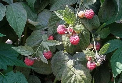 Самое время для малины: правила осенней посадки, которые обеспечат приживаемость кустов