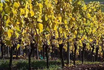 Надежный «щит» от болезней и вредителей: посыпаю осенью кусты винограда золой и не переживаю о том, как он перезимует