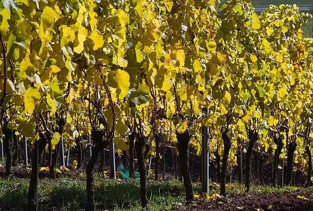 Надежный «щит» от болезней и вредителей: посыпаю осенью кусты винограда золой и не переживаю о том, как он перезимует