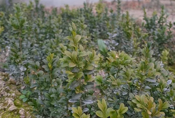 Надо ли укрывать на зиму самшит: ответ ищите в своей прописке