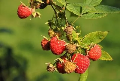 Из-за каких ошибок при посадке малина не дает и половины урожая, обещанного питомником? Куда не стоит высаживать новые кустарники