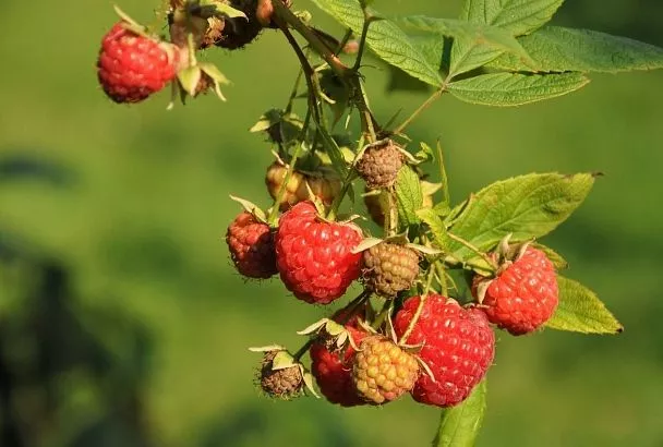 Из-за каких ошибок при посадке малина не дает и половины урожая, обещанного питомником? Куда не стоит высаживать новые кустарники