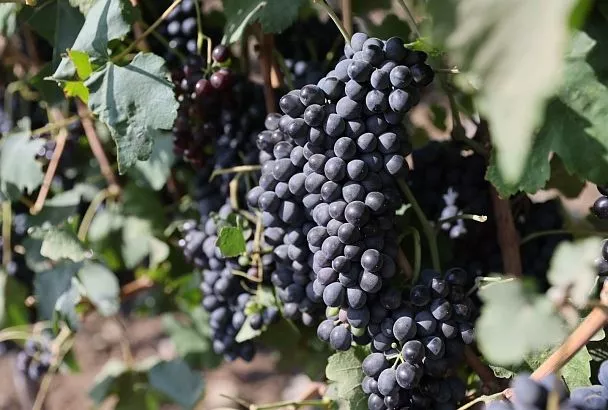 На Кубани уже собрали более 70 тысяч тонн винограда