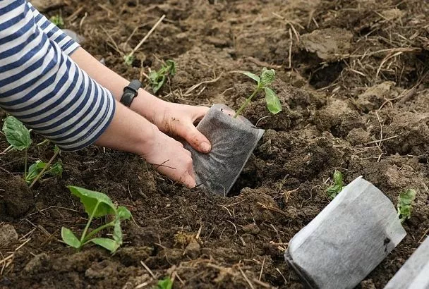 Шок для рассады: пересаживаем домашние сеянцы в открытый грунт так, чтобы они не только выжили, но и «взорвались» ростом