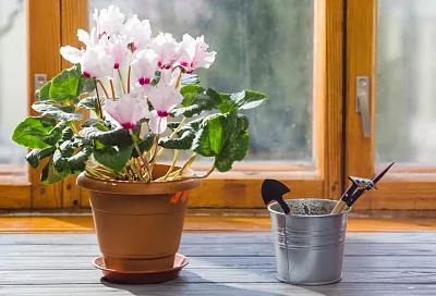 Цвести будут без перерыва! Как ухаживать за цикламенами, которые вам подарили в горшке