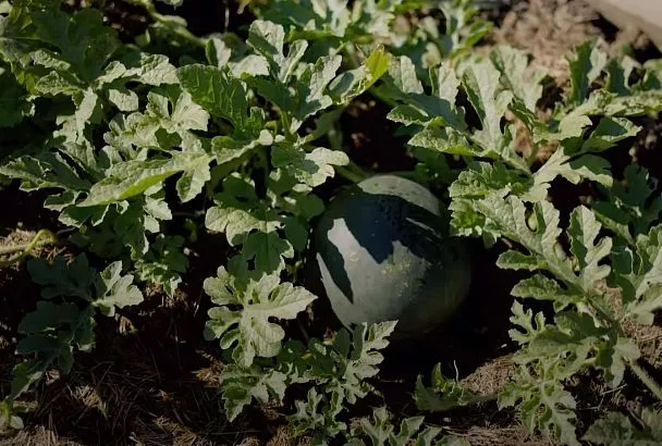 Идеальная рассада арбуза за 5 шагов + 2 гибрида для сладкого урожая