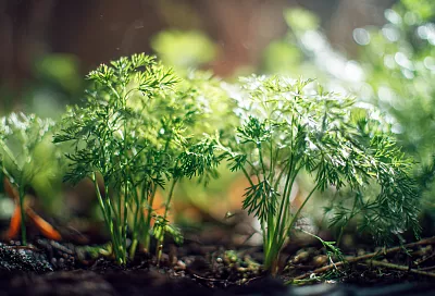 7 ошибок при посеве укропа и петрушки, которые снижают урожай
