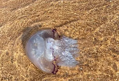 Биолог назвал способ борьбы с расплодившимися в Азовском море медузами