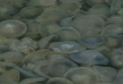 Эколог рассказал, когда в Азовском море уменьшится количество медуз