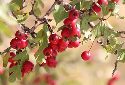 Полузабытый целитель: при правильном обращении боярышник даст здоровье