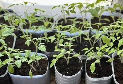 Секрет крепких всходов: почему при посеве семян томатов и перцев надо уплотнять почву