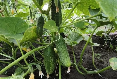 Жизнь после огурцов: как восстановить плодородие почвы после этой культуры