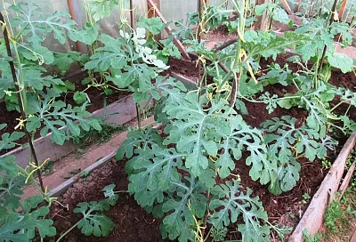 Сажаю арбузы в теплице так, и они всегда вырастают сочными и сладкими – секрет в формировке куста