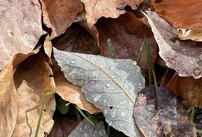 Только для компоста и мульчи: почему листовой опад нельзя заделывать в землю