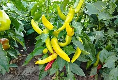 Не спеши: слишком ранняя посадка перцев – к плохому урожаю