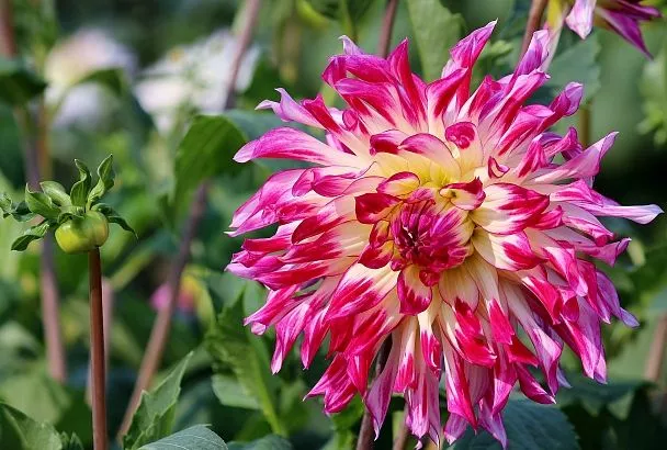 Хризантемы мультифлора порадуют пышным цветением: 4 способа их зимовки 