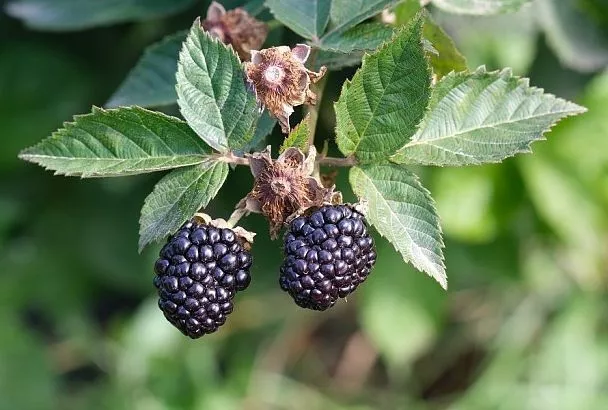 Счет на дни: как определить, что пора обрезать ежевику