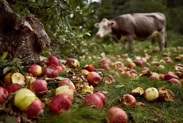 Одно тесто — два десерта: овсяно-яблочные оладьи и пирог на сковороде